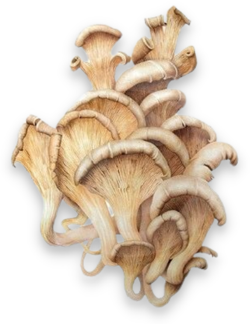 myfungi-product-image-0001