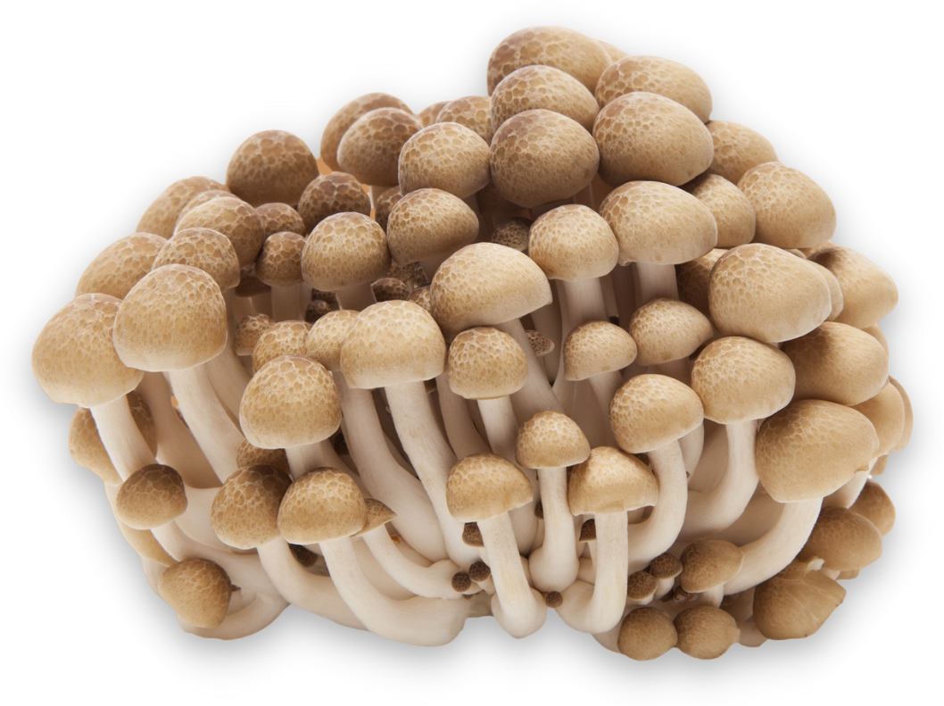 myfungi-product-image-0001