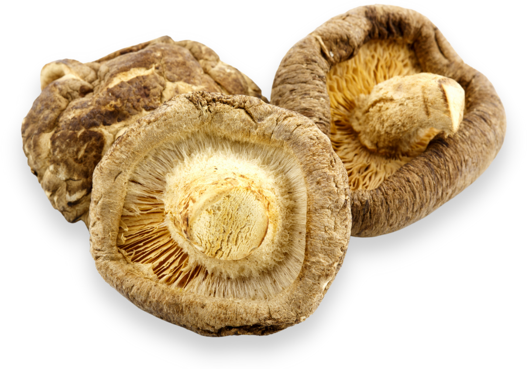 oyster-mushroom-iso