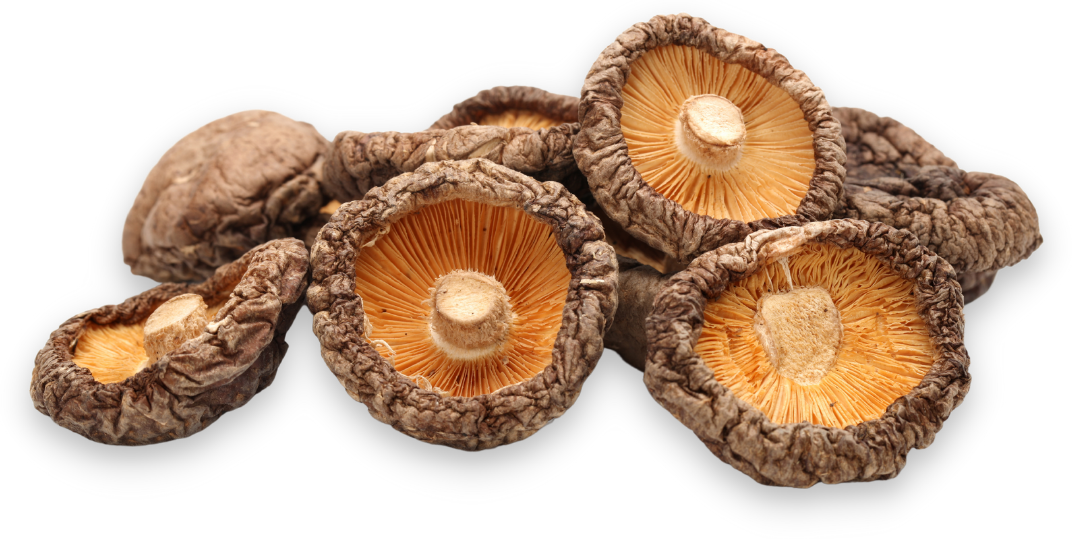 myfungi-product-image-0001