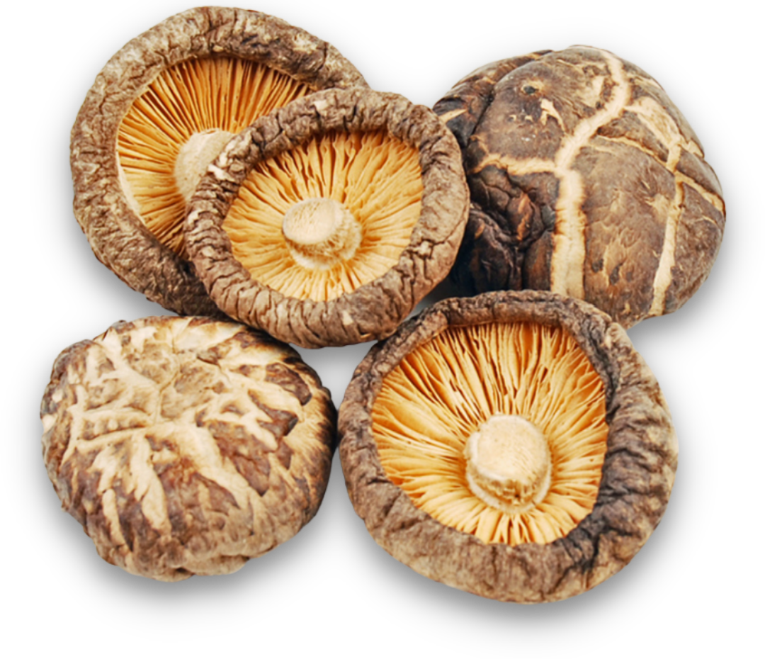 myfungi-product-image-0001