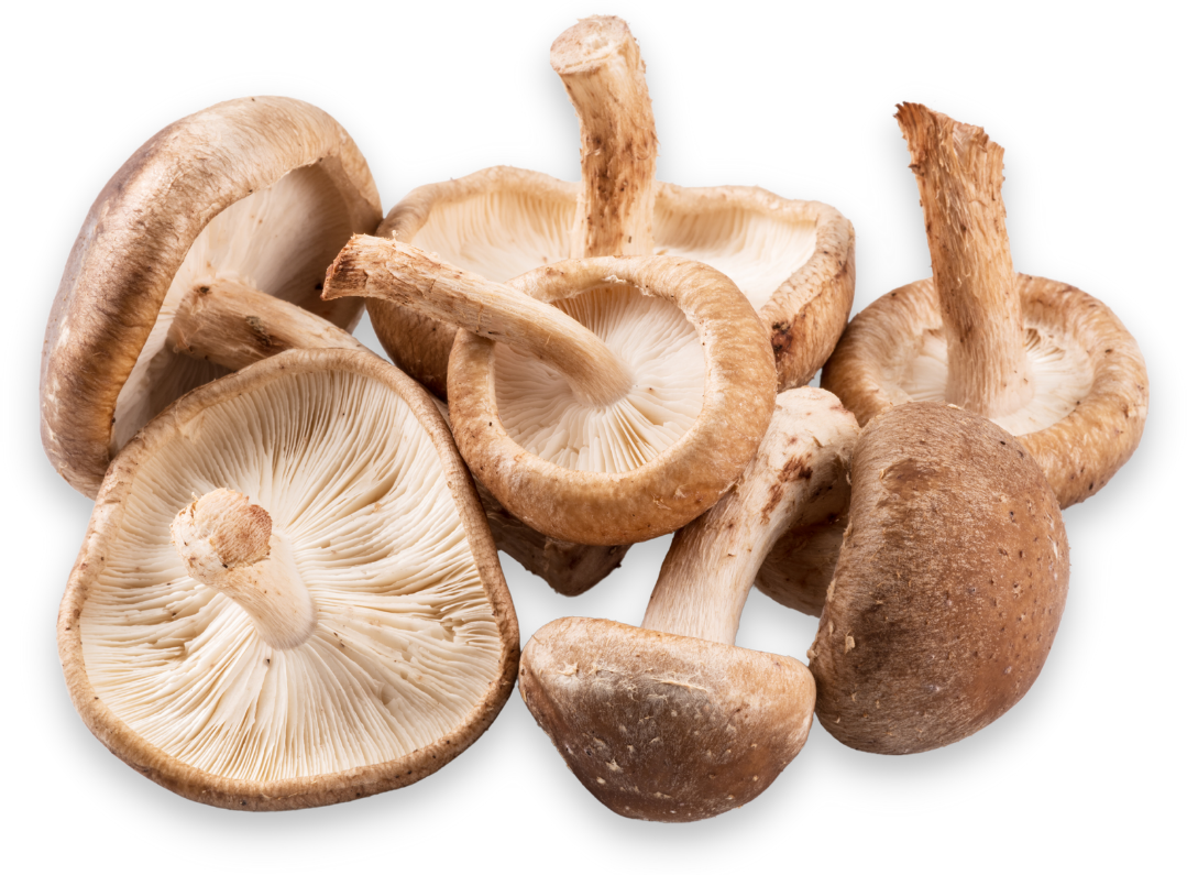 oyster-mushroom-iso