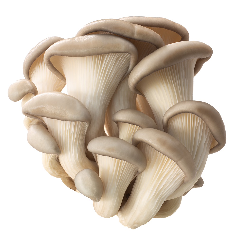 oyster-mushroom-iso