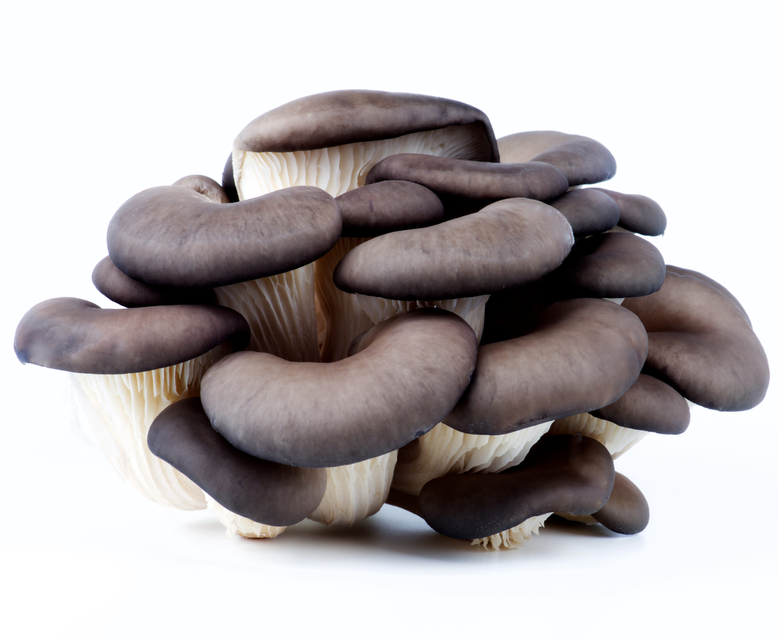 Blue Oyster Mushroom