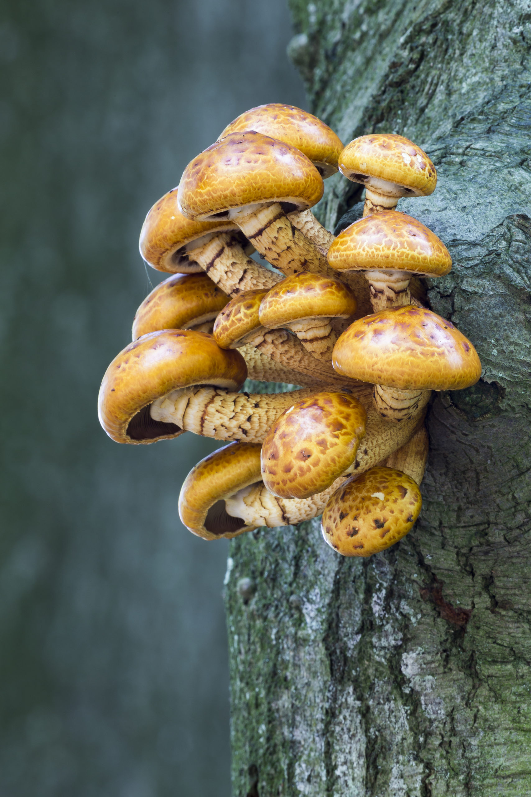 Chestnut Mushroom