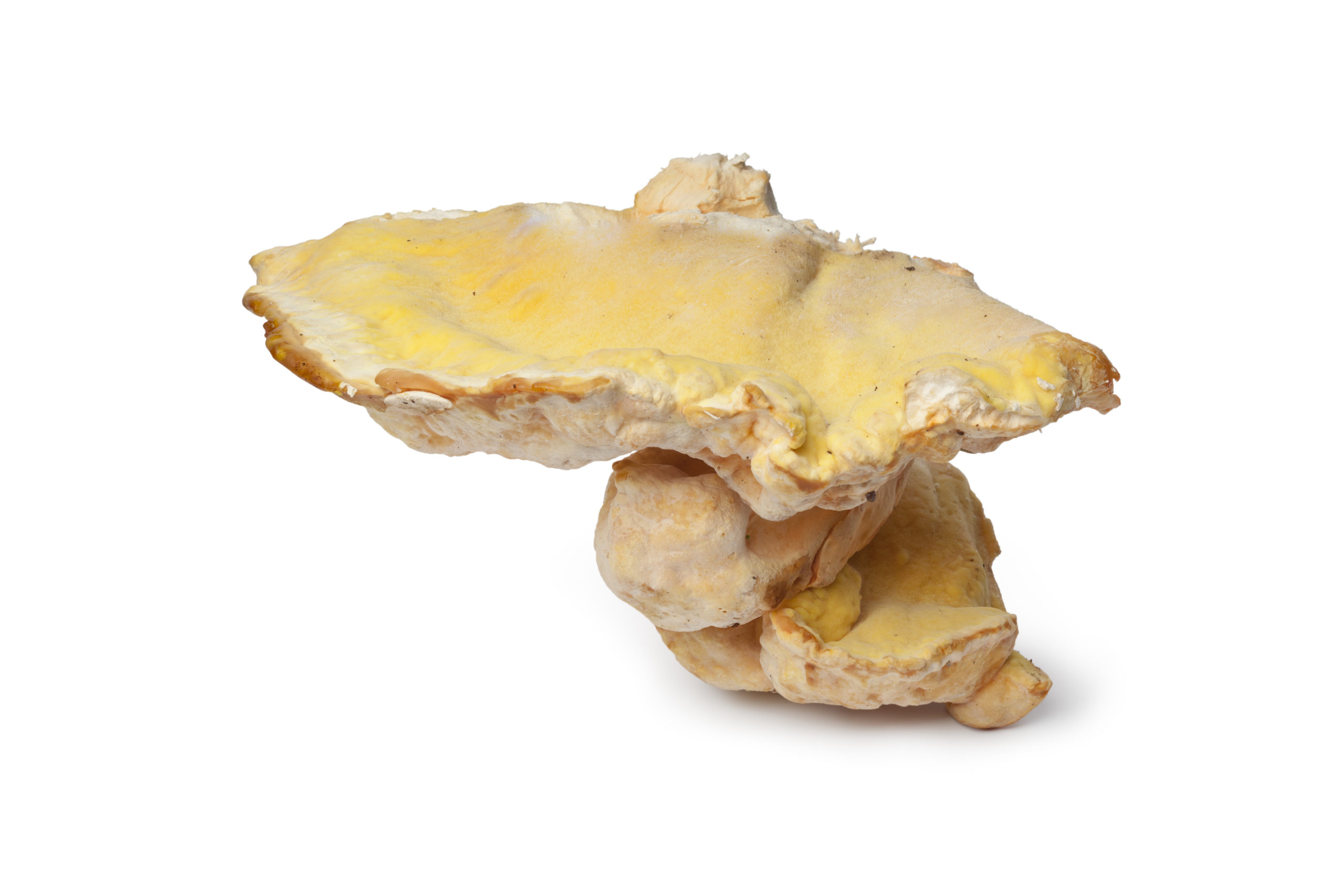 Chicken of the Woods Mushroom