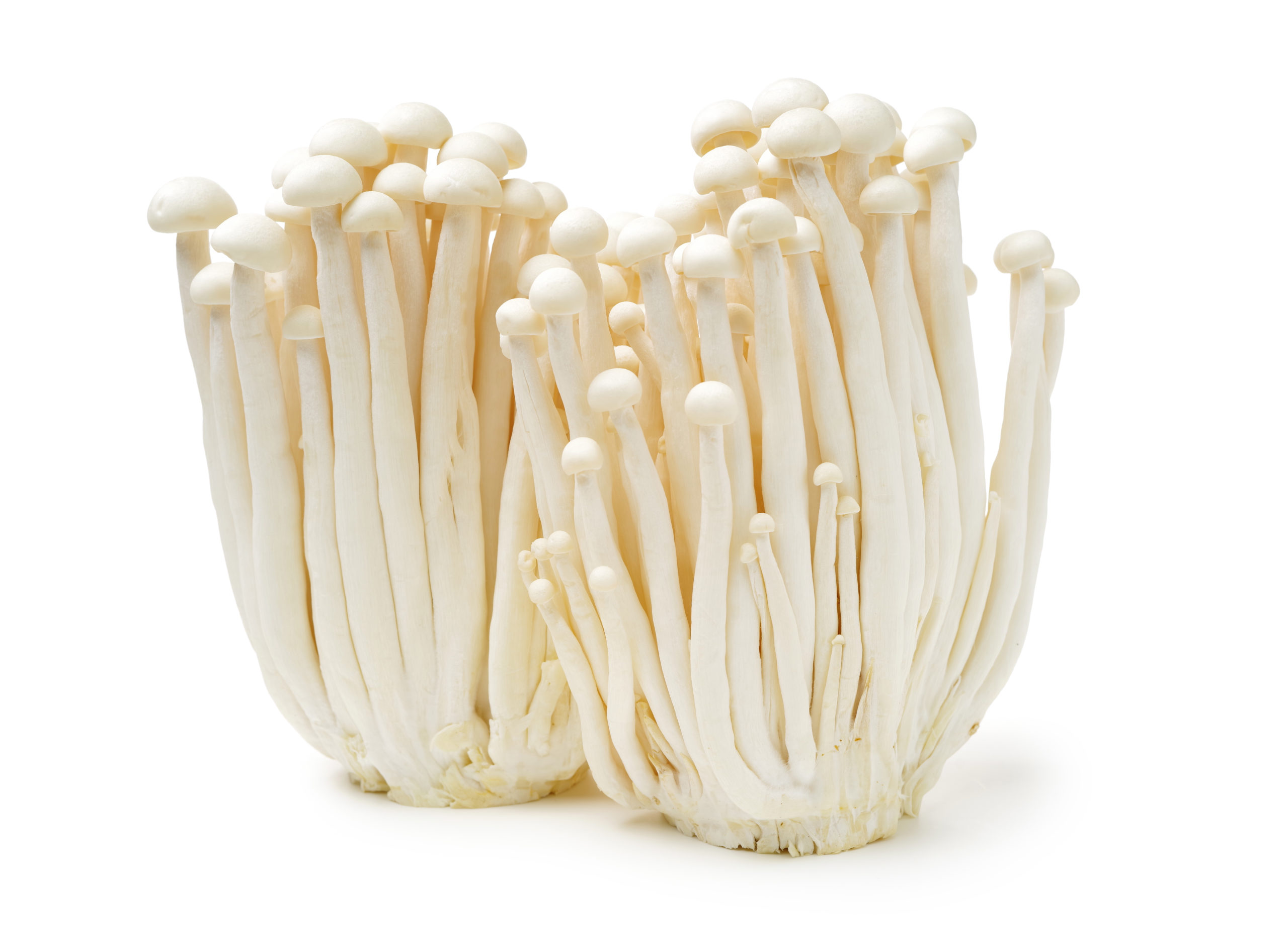 Enoki