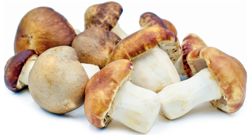 Red Wine Cap My Fungi