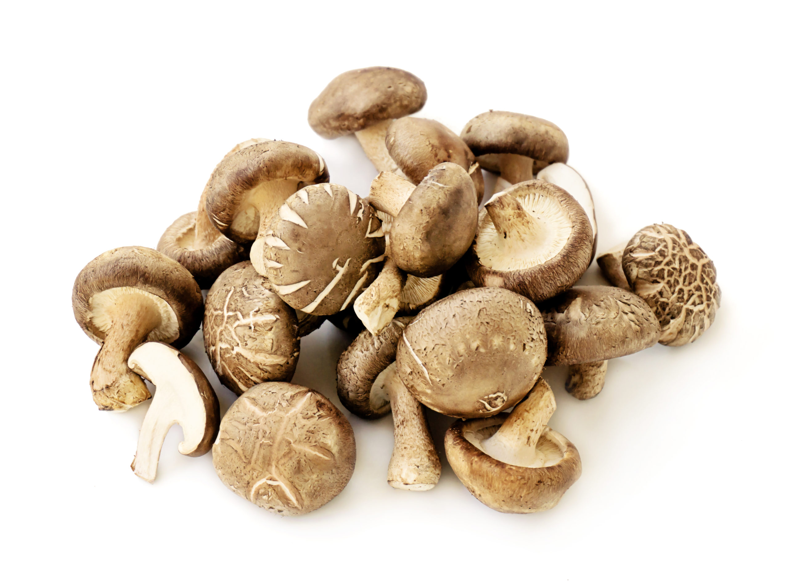 Shiitake