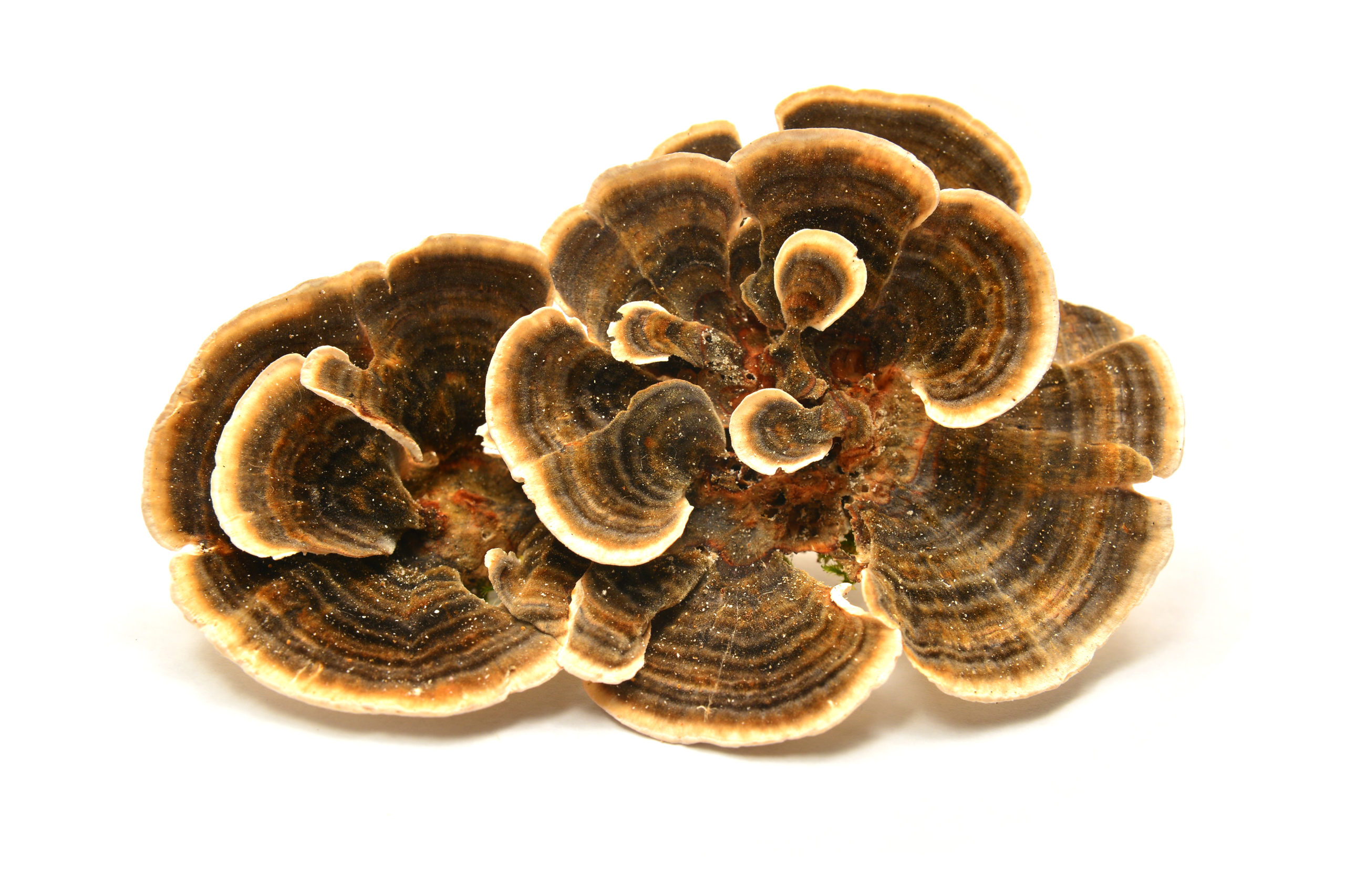 Turkey Tail