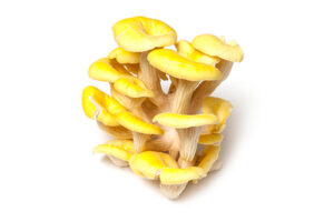 Yellow-Oyster