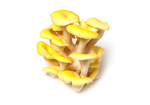 Yellow-Oyster