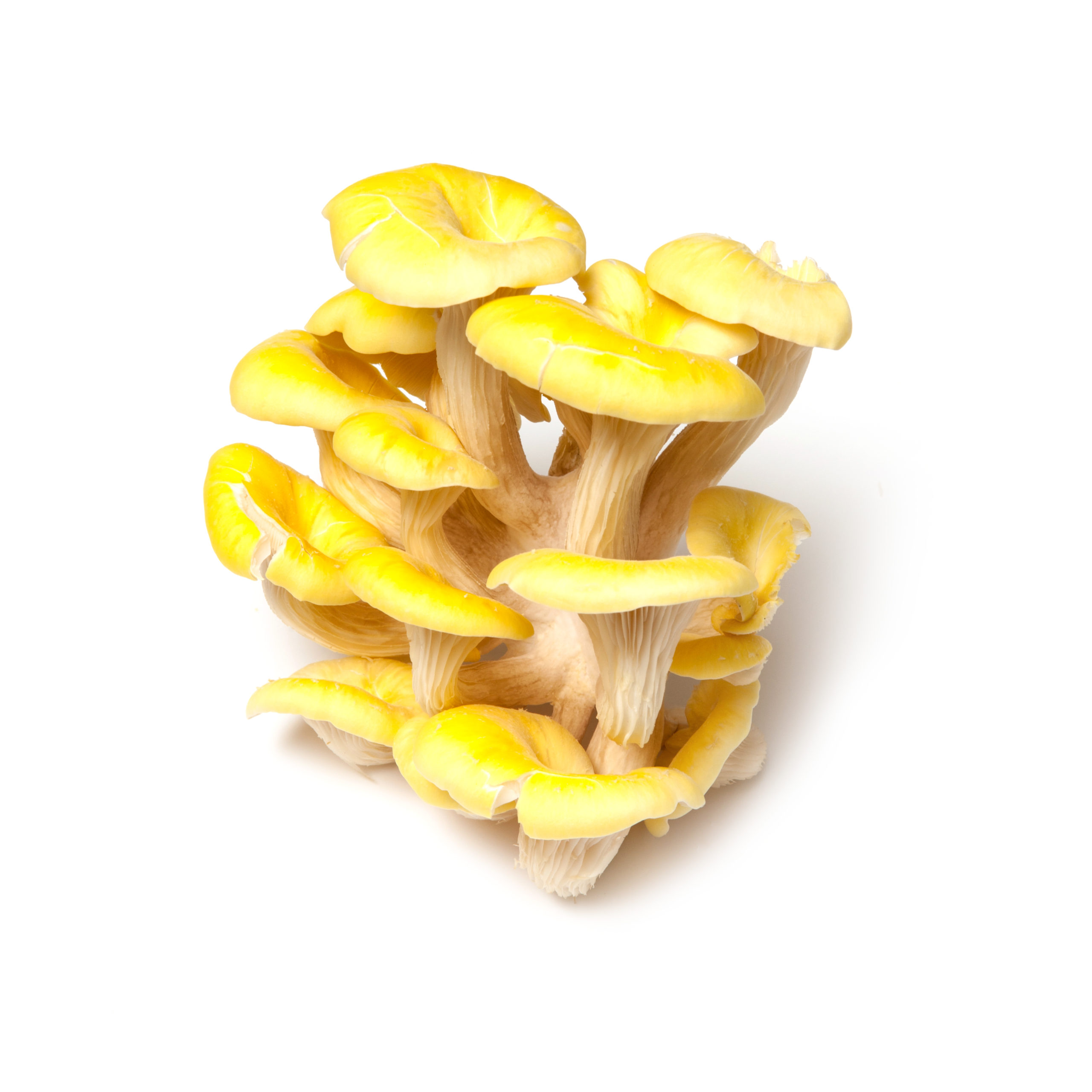 Yellow oyster mushrooms