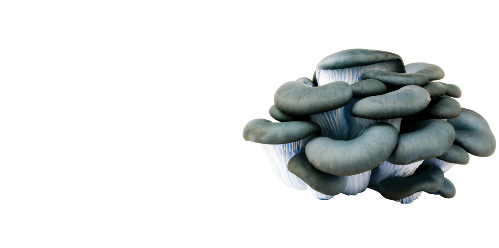 Mushroom Patch Kits